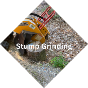 Professional Stump Grinding Services